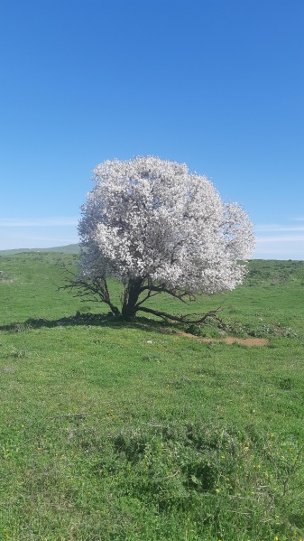 קובץ:2021-02-12T11 51 52.816297353271.jpg