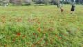 תמונה ממוזערת לגרסה מתאריך 09:36, 25 בפברואר 2021