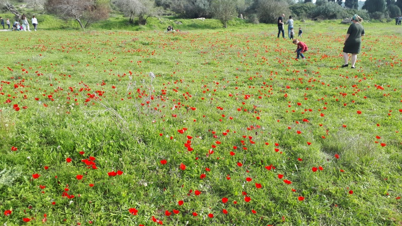 קובץ:2021-02-12T14 42 33.321470262559.jpg