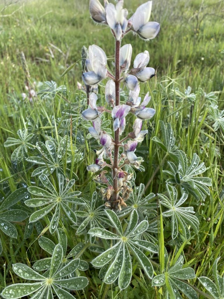 קובץ:2021-02-20T09 19 43.342678124408.jpg