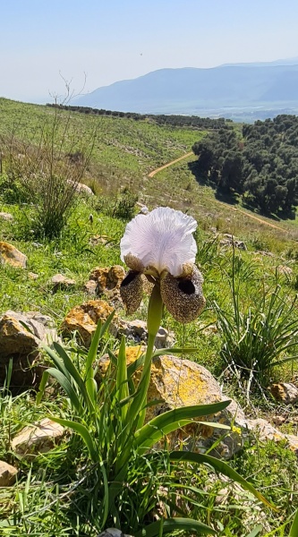 קובץ:2021-02-28T07 59 00.339564455361.jpg