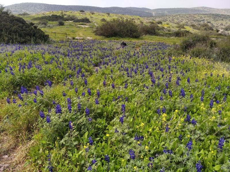 קובץ:2021-03-03T08 59 09.791539286022.jpg