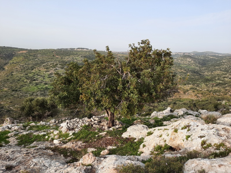 קובץ:2021-03-09T16 39 14.110133354151.jpg