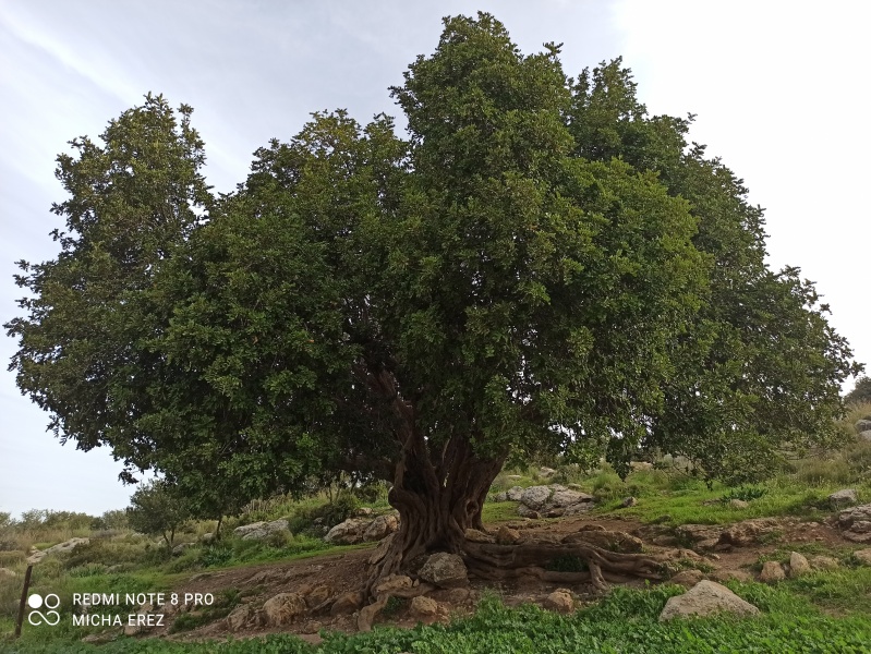 קובץ:2021-03-11T08 01 38.618391289707.jpg