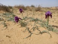 תמונה ממוזערת לגרסה מתאריך 08:11, 14 במרץ 2021