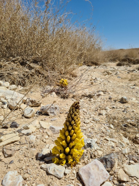 קובץ:2021-03-29T13 28 28.148445142397.jpg