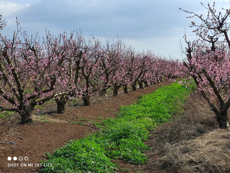 קובץ:2021-04-03T16 14 38.109657318775.jpg