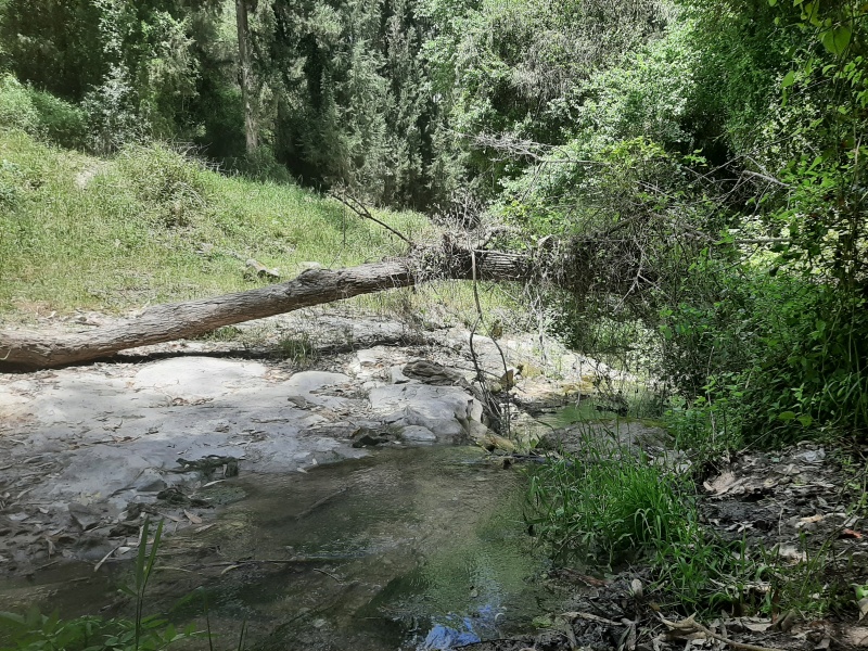 קובץ:2021-04-27T12 02 04.234436621201.jpg