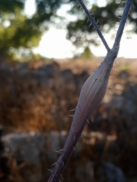 קובץ:2021-07-18T10 52 56.076234945478.jpg