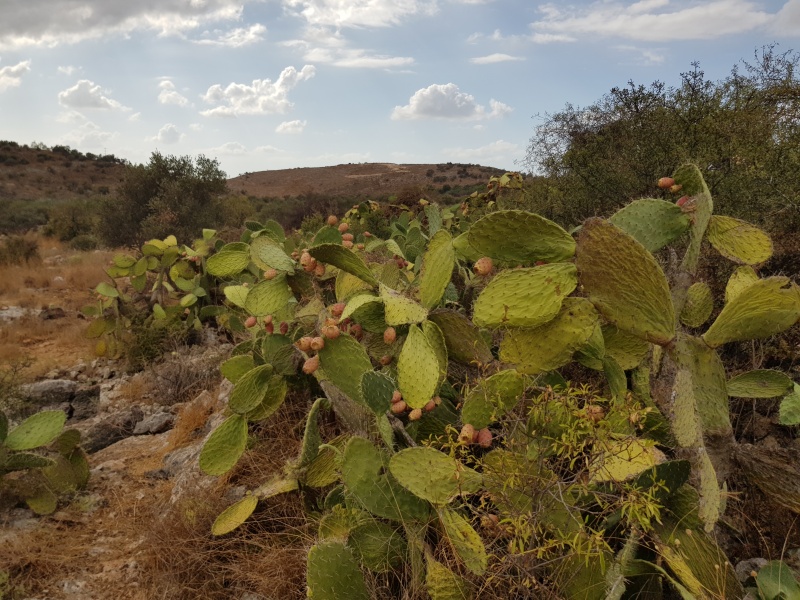 קובץ:2021-09-24T15 24 31.068393790728.jpg