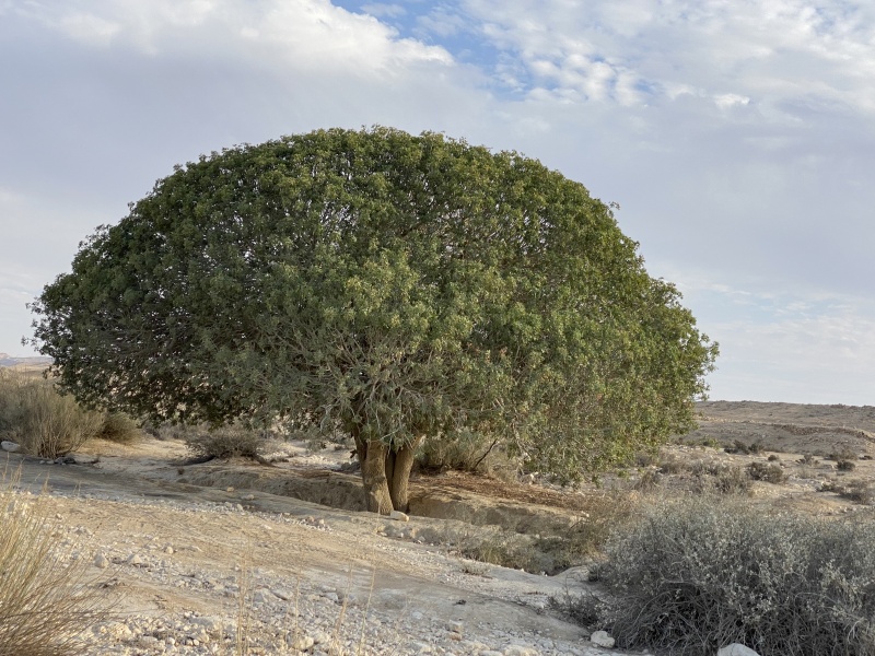 קובץ:2021-10-16T16 55 07.390967460685.jpg