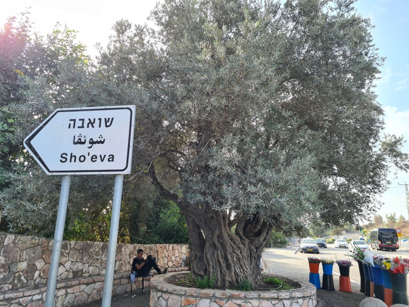 קובץ:2021-10-29T09 51 07.443559873903.jpg