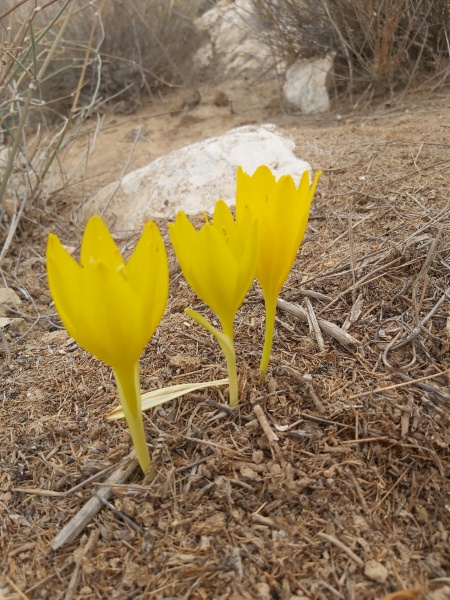 קובץ:2021-10-30T12 36 03.231028229386.jpg