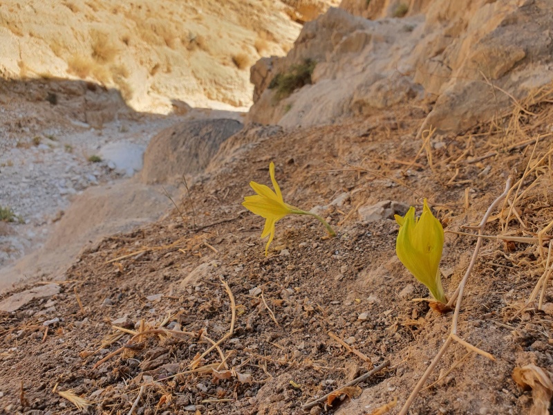 קובץ:2021-11-10T09 40 56.002829992201.jpg