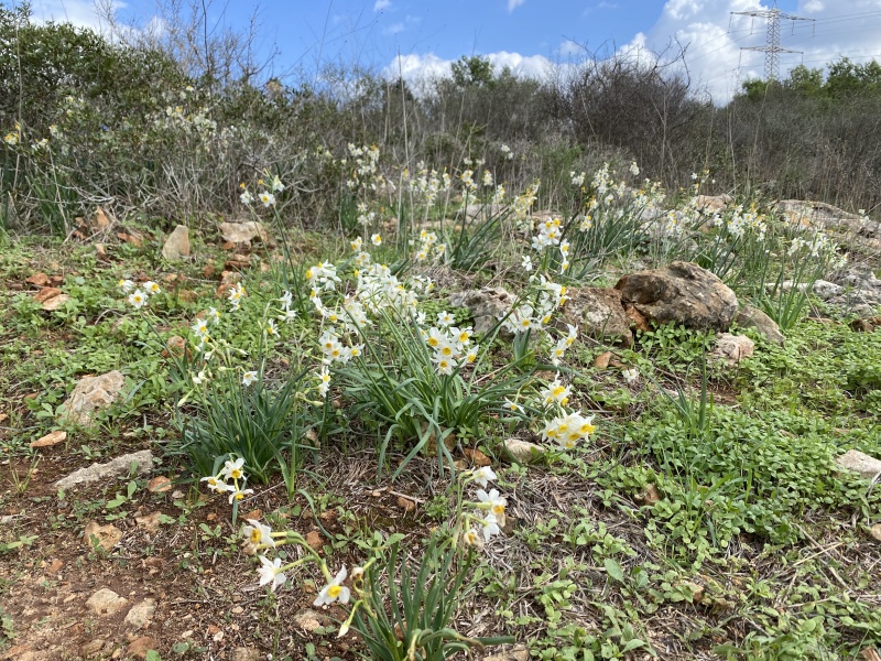 קובץ:2021-12-19T12 52 32.121582301778.jpg