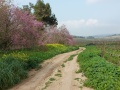 תמונה ממוזערת לגרסה מתאריך 15:09, 16 במרץ 2021