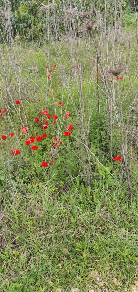 קובץ:2022-02-17T11 56 07.333735552620.jpg