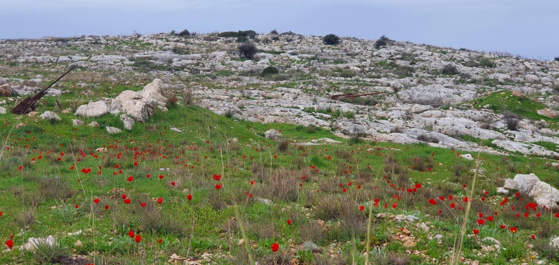 קובץ:2022-02-19T08 48 19.611129527523.jpg