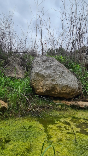 קובץ:2022-02-19T12 02 20.921593519179.jpg