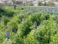 תמונה ממוזערת לגרסה מתאריך 08:54, 23 בפברואר 2022