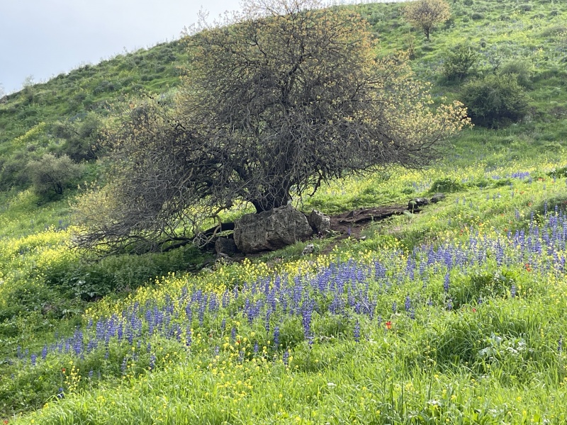 קובץ:2022-03-01T14 30 24.702826327256.jpg