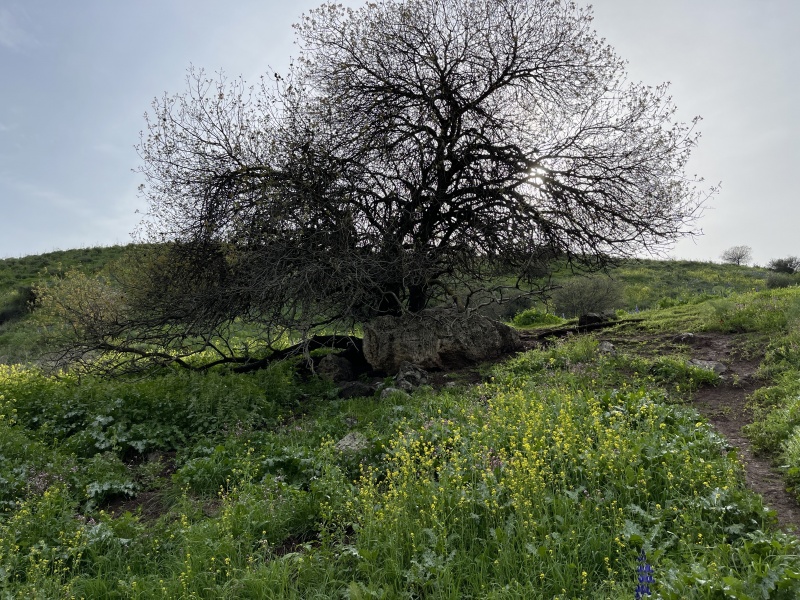 קובץ:2022-03-01T15 05 02.111472279161.jpg