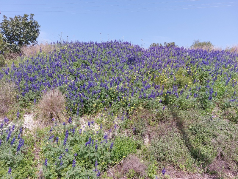 קובץ:2022-03-05T11 21 43.625592245751.jpg