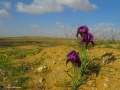 תמונה ממוזערת לגרסה מתאריך 16:42, 12 במרץ 2022