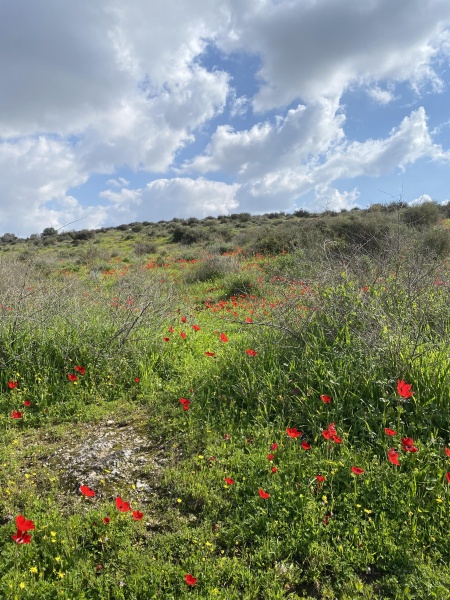 קובץ:2022-03-19T16 57 30.579922500413.jpg