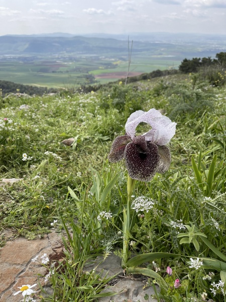 קובץ:2022-03-20T10 03 59.938849218090.jpg