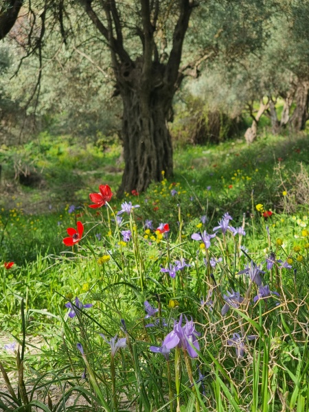 קובץ:2022-04-04T17 51 56.394721298251.jpg