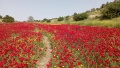 תמונה ממוזערת לגרסה מתאריך 07:25, 27 באפריל 2022