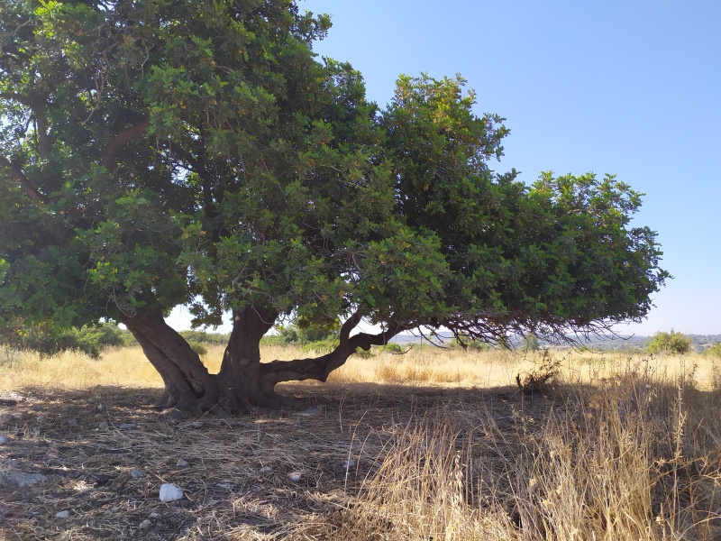 קובץ:2022-05-18T09 06 38.921375123016.jpg