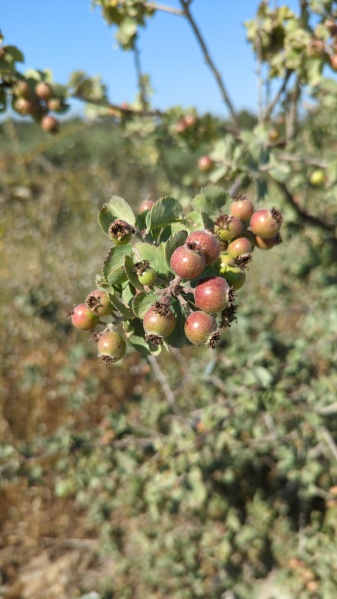 קובץ:2022-05-24T08 47 08.177318243324.jpg