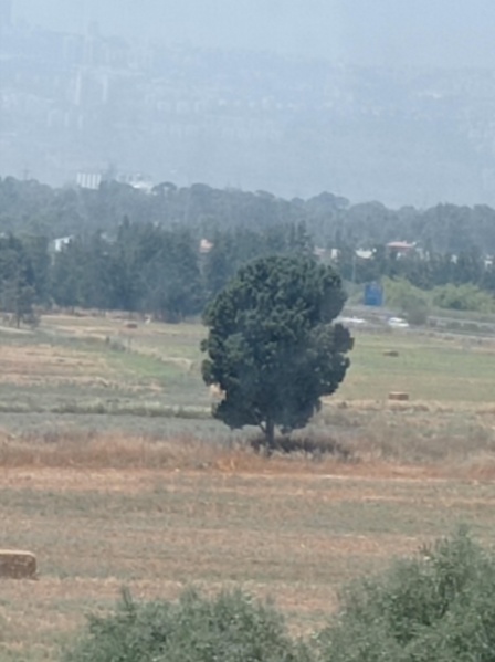 קובץ:2022-06-05T11 33 05.623633697985.jpg