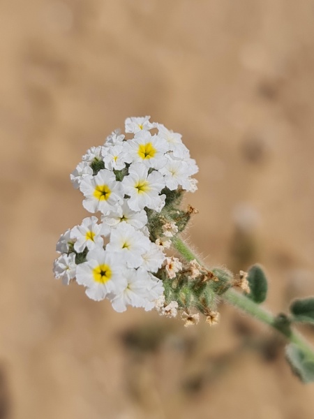 קובץ:2022-06-30T09 52 46.101900366836.jpg