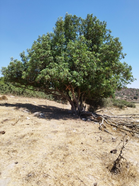 קובץ:2022-07-22T14 35 26.167021168881.jpg