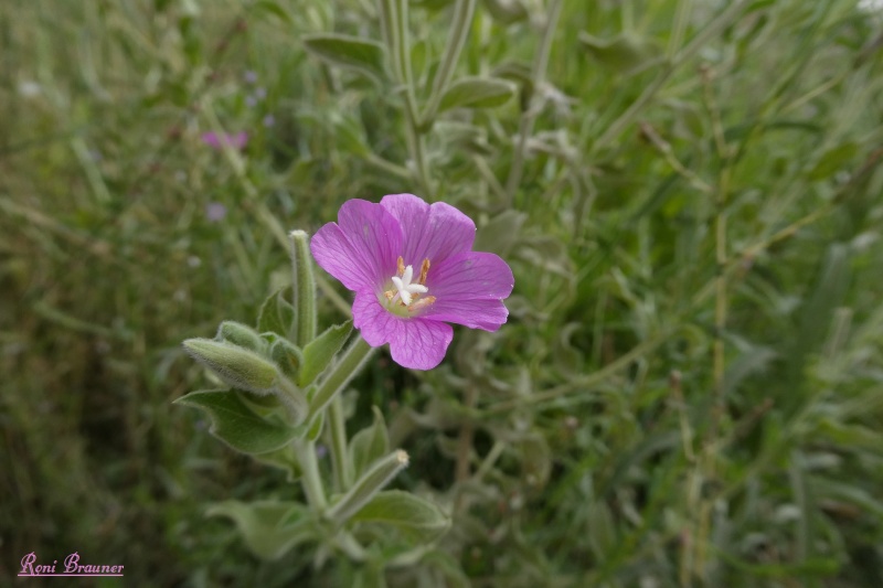 קובץ:2022-08-10T06 44 00.959037381936.jpg