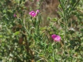 תמונה ממוזערת לגרסה מתאריך 08:13, 13 באוגוסט 2022