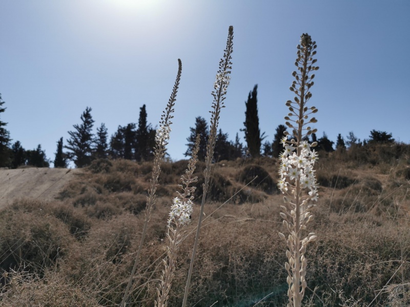 קובץ:2022-08-27T10 00 19.519889725584.jpg