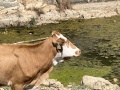 תמונה ממוזערת לגרסה מתאריך 08:53, 18 בספטמבר 2022