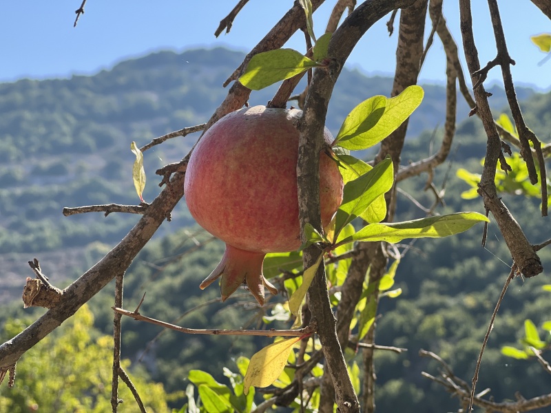 קובץ:2022-09-19T10 44 48.668474814759.jpg