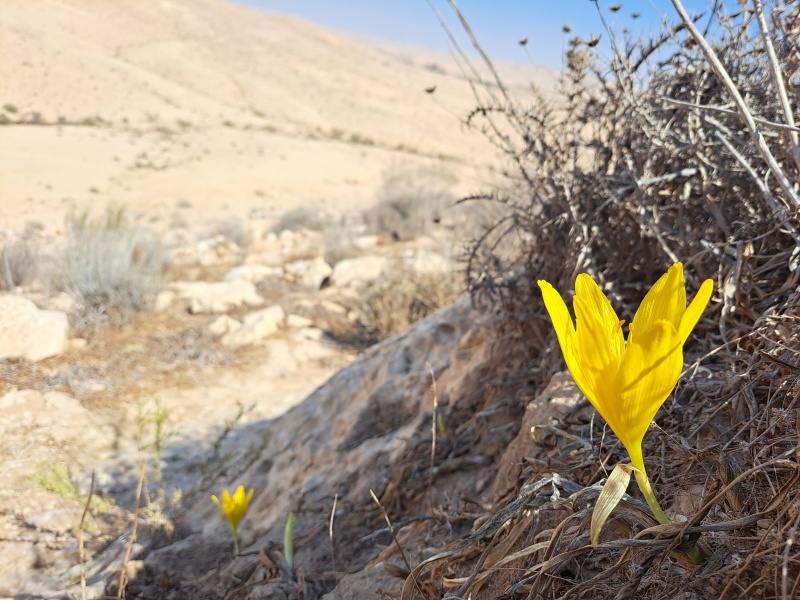 קובץ:2022-10-12T14 59 52.079969517460.jpg