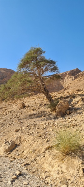 קובץ:2022-12-02T13 01 09.051659223555.jpg