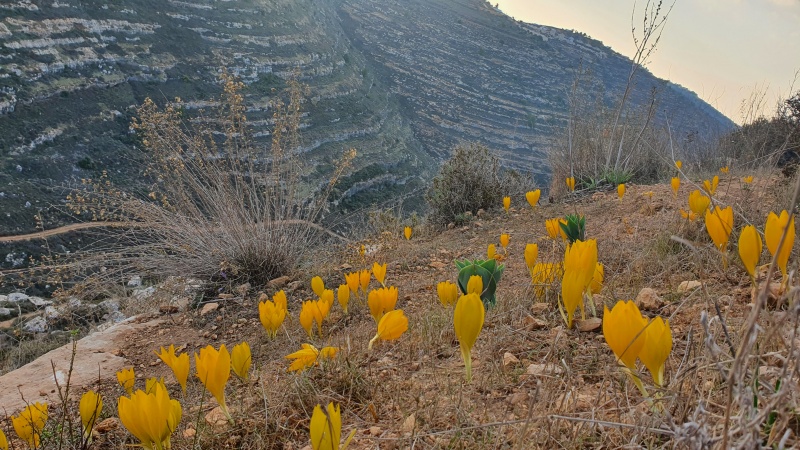 קובץ:2022-12-04T15 39 29.618568234823.jpg