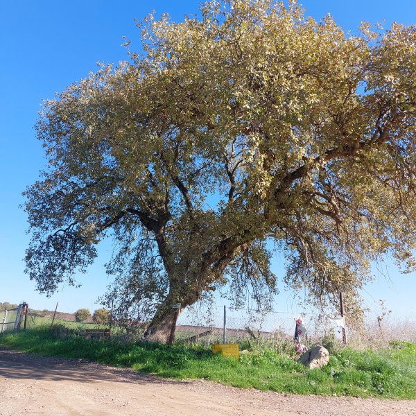 קובץ:2023-01-18T13 43 58.485883878850.jpg