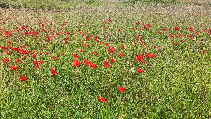 קובץ:2023-01-21T14 21 35.566959721094.jpg