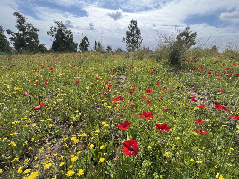 קובץ:2023-02-09T12 02 53.339230276992.jpg