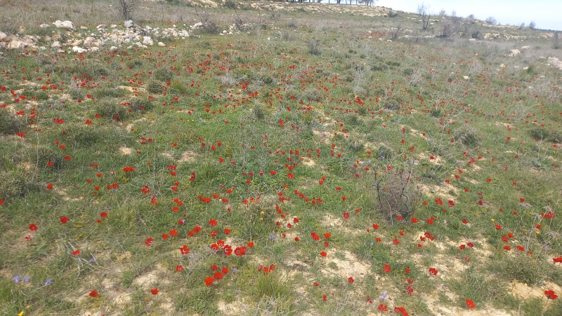 קובץ:2023-03-07T15 55 21.819297309085.jpg