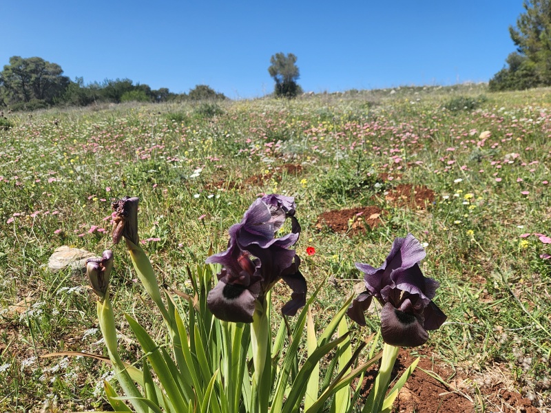 קובץ:2023-03-10T12 10 47.742067987302.jpg